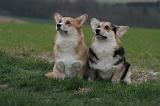 CORGI PEMBROKE 1377
